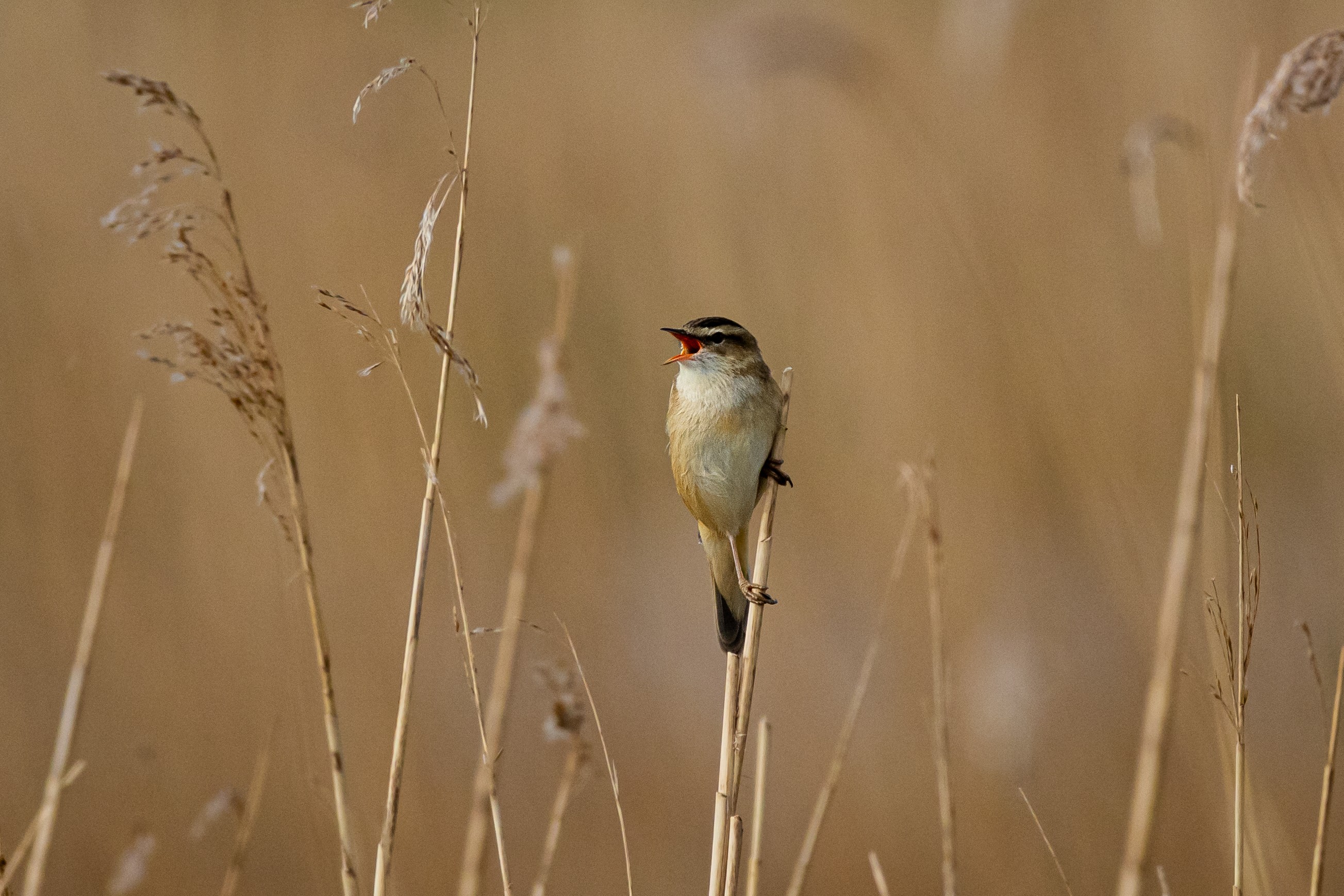 Rietzanger (Groene Jonker). Foto van Lars.